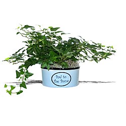 'Bad To The Bone' Planter