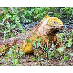 Galapagos Islands Land Iguanas