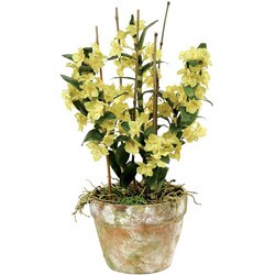 Green 27-inch Dendrobium Orchid in Terracotta Pot