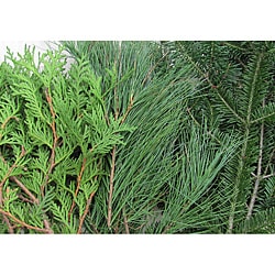 @@@ >  10-pounds Fresh Balsam Cedar and Pine Boughs