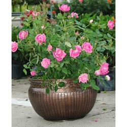 Classic Metal Planter with Antique Copper Finish (Made in India)