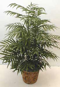 Double-potted 4-foot Silk Phoenix Palm Tree