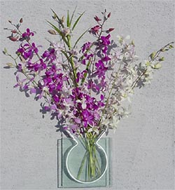 Dendrobium Orchids (6 Stems)