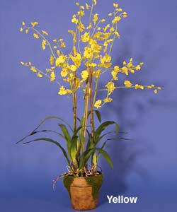 Dancing Lady Orchid with Moss Pot