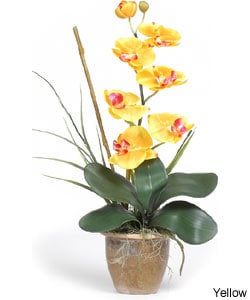 silk orchid plant