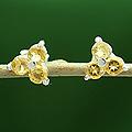 Sterling Silver 'Chennai Stars' Citrine Earrings (India)
