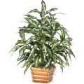 Chinese Evergreen Silk Plant