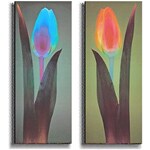 Mertens Tulip Chromatic Stretched Canvas Set