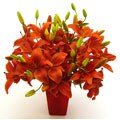 Rich Red Lily Flowers