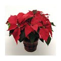 Poinsettia Basket