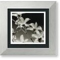 Steven N. Meyers 'Orchid Denrobium' Framed Art Print