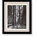Ansel Adams 'Redwoods, Founders Grove, 1966' Framed Art Print