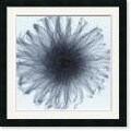 Steven N. Meyers 'Dahlia' Framed Art Print