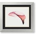 Steven N. Meyers 'Giant Calla' Framed Art Print