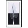 Steven N. Meyers 'Calla Leaf II' Framed Art Print