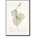 albert Flower home page for you! Albert Koetsier 'Bo Tree' Framed Art Print