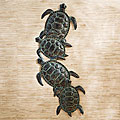 Sea Turtle Wall Art
