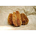 Coir Fiber 6-inch Vegetable Brush (Pack of 6)