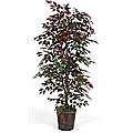 6.5-foot Capensia Bush