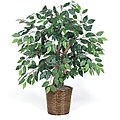 3-foot Green Ficus Bush