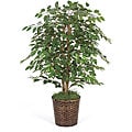 4-foot Green Ficus Bush