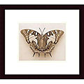 R. Edwards 'Polyura Pyrrhus - Dorsal View' Wood-framed Art