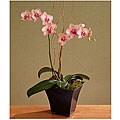 Potted Double-stemmed Kaleidoscope Orchid
