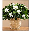 Fragrant Potted Gardenia