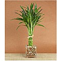 Elegant Twist Bamboo Plant