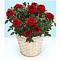 Potted Red Rose Plant