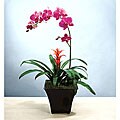 (Valentine's Day Pre-order) Potted Exotic Orchid Garden