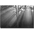 Patty Tuggle 'New Day Black and White' Gallery-wrapped Canvas Art