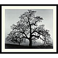 Ansel Adams 'Oak Tree, Sunset City, California' Framed Art Print