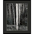 Ansel Adams 'Aspens' Framed Art Print