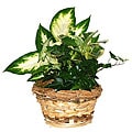 Four Fresh Green Potted Plants in Natural Woven Straw Gift Basket