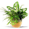 Clay Ridges Gift Garden