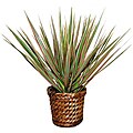 Beneficial data on Tropical surfboard Quilt Bi-color Dracaena Marginata Live Plant