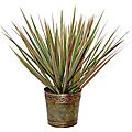 Bi-color Dracaena Marginata Live Plant in Marble-colored Planter