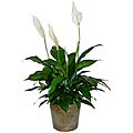 Live Spathiphyllum Peace Lilly Plant Inside Metal-tin Container