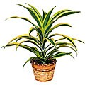 Dracaena Warneckii Lemon Lime Plant