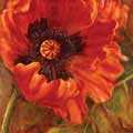 Nicole Etienne 'Red Poppy' Gallery-wrapped Canvas Art