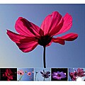 Miette Michie Cosmos 12-pack Floral Photo Notecard Set