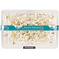 Blue Hills Studios 20-piece White Irene's Garden Box O' Gardenias