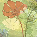 'Poppy Shadows' Gallery-wrapped Canvas Art