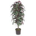 Decorative Metal Container and 6-ft Capenisa Bush