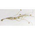 Blossom Branches Pistachio Branch