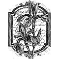 LaBlanche Silcone Framed Iris Stamp