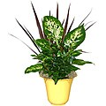 Tropical Plants In Yellow Ceramic Planter