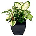 Contempo Noir Tropical Planter