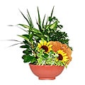 Terracotta Sunflower Planter
